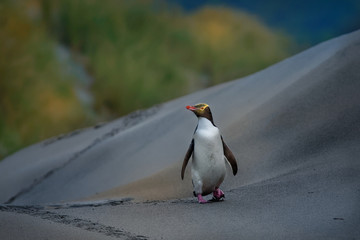 Yellow-eyed penguin - hoiho - Megadyptes antipodes, breeds along the eastern and south-eastern coastlines of the South Island of New Zealand, Stewart Island, Auckland Islands, Campbell Islands © phototrip.cz