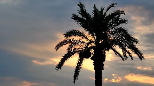 Palm tree silhouette on sunset cloudy sky.