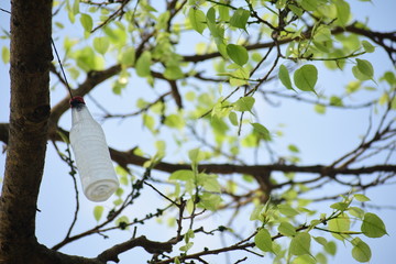 #TREE#SEA#BOTTLE#TREE WITH BOTTLE #PEACE #MARK #HOPE