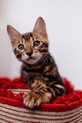 a Bengal kitten playing on the balcony