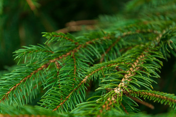 Green branches of the Christmas tree and coniferous trees are overgrown with densely young needles. Background