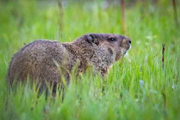Curious wild groundhog on the field alone