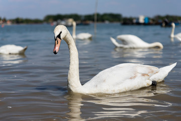 Elegant Swan on Danube river with flock of swans in background