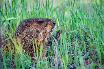 Curious wild groundhog on the field alone