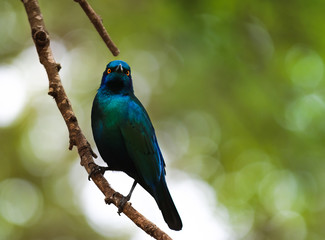 Beautiful blue bird