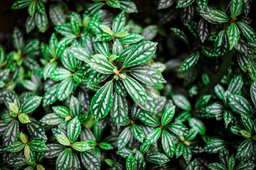 Green plant with bright pattern
