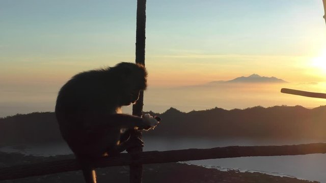 Monkey on background of a volcano in the mountains Bali Indonesia. Monkey goes on the fence on the background of clouds