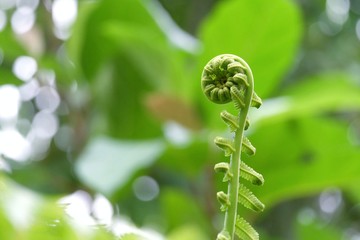 Young tropical Paco fern growing in rainforest garden with sun light and green nature background