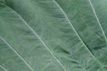 Obraz premium Close up a vein pattern of tropical large caladium leaf with green nature color