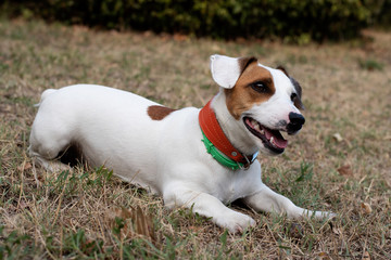 a young hunting dog of the Jack Russell Terrier breed is lying on a mown meadow in two collars.