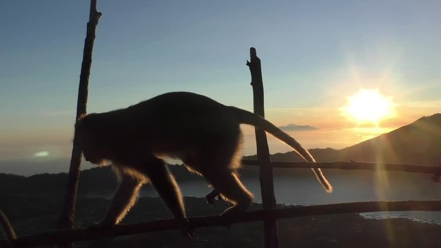 Monkey on background of a volcano in the mountains Bali Indonesia. Monkey goes on the fence on the background of clouds