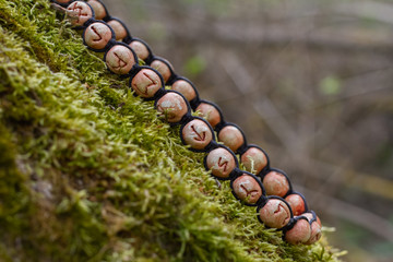 Mystical symbols, runic circle, Futhark lies on a tree with moss. Ancient characters and alphabet. Magic symbols or runes are used as a talisman.