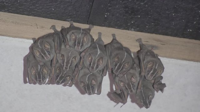 Colony of Brazilian bat, The white-lined broad-nosed bat  Platyrrhinus lineatus is a bat species from South America. 