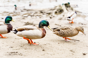 mallard duck at the park
