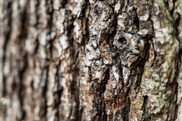 macro bark texture wood tree