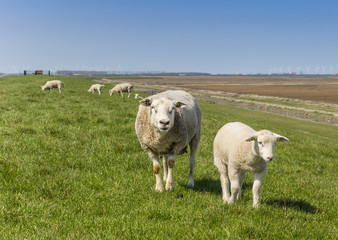 Obraz premium Mother sheep and little lamb on a dike in Groningen, Netherlands