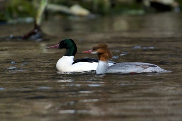 Goosander on a creek