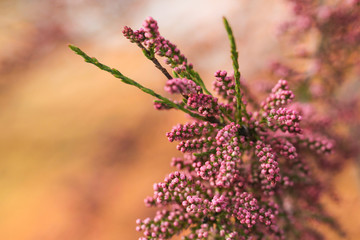 A branch of beautiful blooming pink tamarix. Springtime.