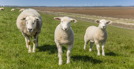 Obraz premium Panorama of mother sheep and little lambs in the Dollard region, Netherlands