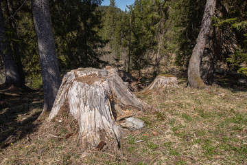 IBERGEREGG, SWITZERLAND - APRIL 22, 2020: A rotten tree stump at the Ibergeregg pass.