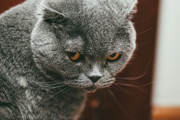 Scottish fold gray cat with orange eyes, closeup portrait