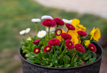 red daisies, white daisies, and yellow pansy