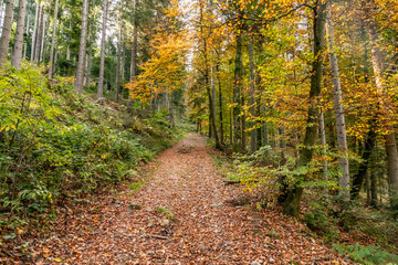 Trail in Black Forest around Forbach village