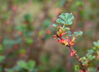 natural red rose bush blossom