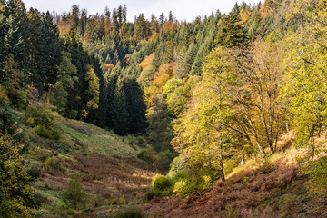 Fototapeta na wymiar Trail with Pine trees in Black Forest around Forbach village
