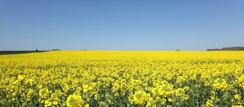 Yellow Flowers In Field