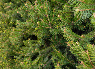 green spruce hedge in garden