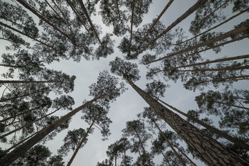 A view up in a pine forest