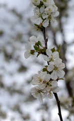 cherry tree blossom