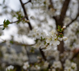 white cherry blossom