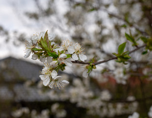 cherry blossom in spring