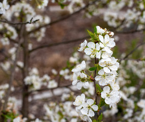 cherry blossom 