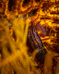A tropical shrimp hiding in an anemone underwater