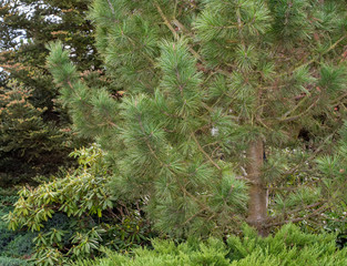 lovely pine tree in the garden