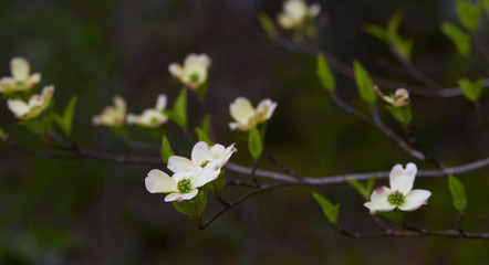 Fototapeta premium Blooming Dogwood (Cornus florida) tree near Allentown, Pennsylvania, USA