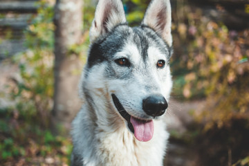 Wolf like stray dog in the woods. Stray animals concept