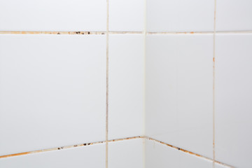 Mold or fungus of the wall in the Shower room causing black or brown mold in the bathroom or toilet...