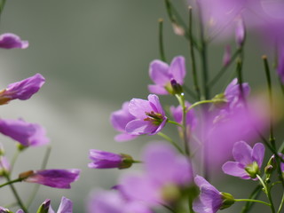 Violet flowers of the wild woods that grow in spring