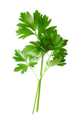 fresh parsley isolated on white