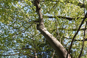 Aphananthe aspera (Aphananthe oriental elm) trunk(bark)and leaves / Cannabaceae deciduous tall tree