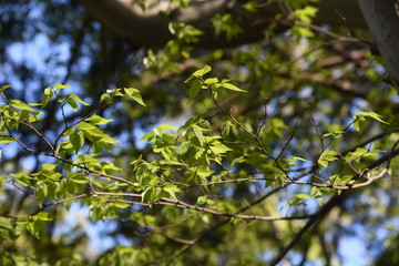 Aphananthe aspera (Aphananthe oriental elm) trunk(bark)and leaves / Cannabaceae deciduous tall tree