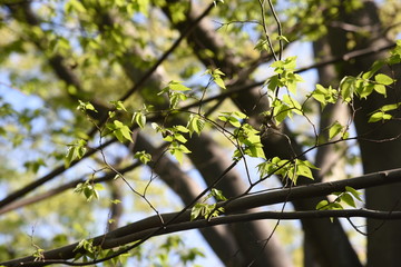 Aphananthe aspera (Aphananthe oriental elm) trunk(bark)and leaves / Cannabaceae deciduous tall tree