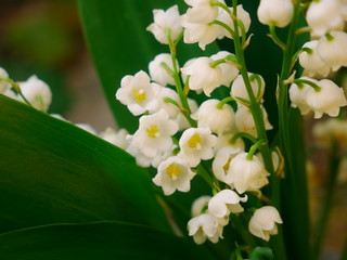Lily-of-the-valley flowers growing in the month of May. Copy space