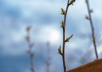 flowers blossom on the branch © Marcin