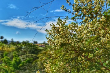 Primavera