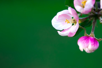 Naklejka na ściany i meble Blooming twig close up. Blossoms apple and cherry, pink and white flowers. Wallpaper. Beautiful blurred background. Spring.